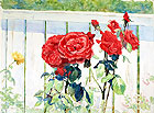 476_Roses